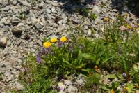 2015-07-04_2Sonnjoch (409).JPG